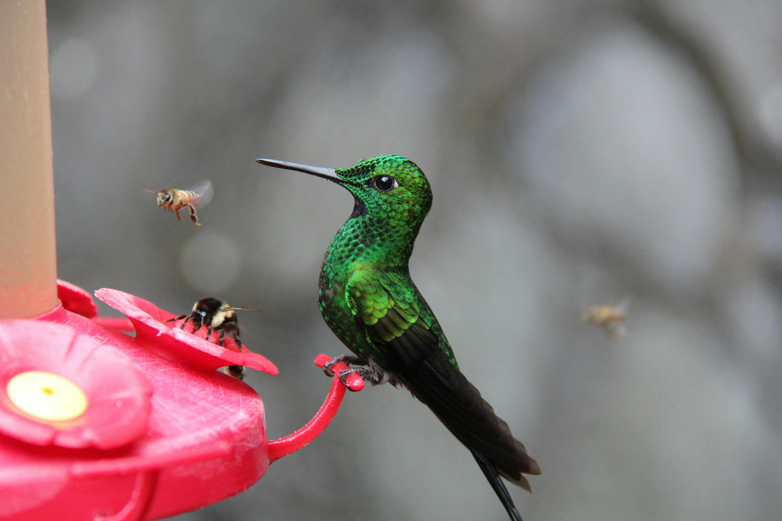 Why Smart Bird Feeders Are the Fastest-Growing Category in Outdoor Retail