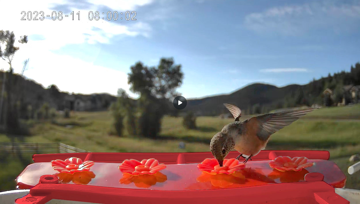 smart bird feeder camera hummingbird finches purple baby squirrel proof bird baths love bird eating bird food identifier bird app crows cardinal titmouse robin birdbuddy birdfy flicker cold bird snow eating starling squirrel stellars jay grossbeak goldfinch anna ruby throated