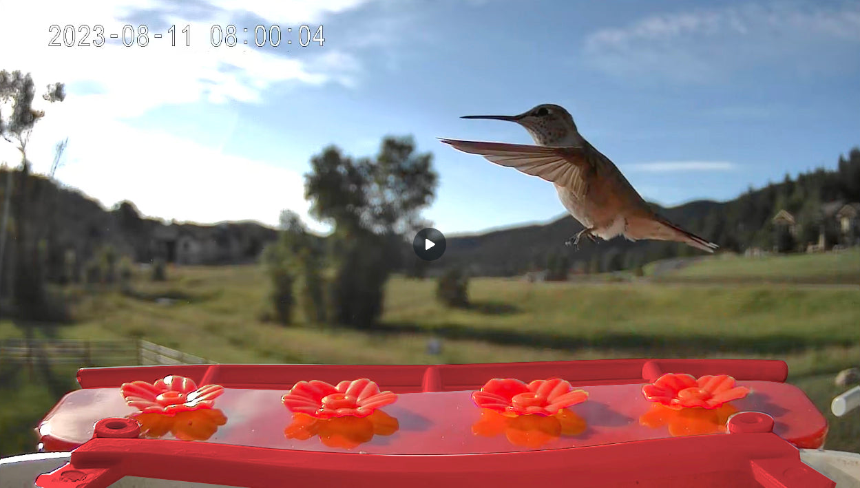 smart bird feeder camera hummingbird finches purple baby squirrel proof bird baths love bird eating bird food identifier bird app crows cardinal titmouse robin birdbuddy birdfy flicker cold bird snow eating starling squirrel stellars jay grossbeak goldfinch anna ruby throated