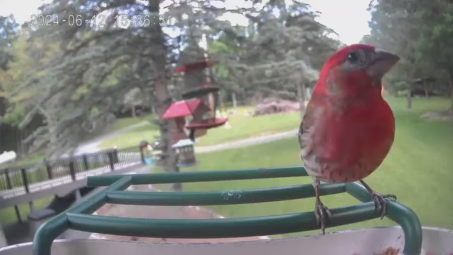 smart bird feeder camera hummingbird finches purple baby squirrel proof bird baths love bird eating bird food identifier bird app crows cardinal titmouse robin birdbuddy birdfy flicker cold bird snow eating starling squirrel stellars jay grossbeak goldfinch