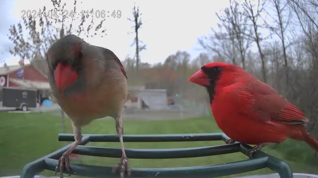 smart bird feeder camera hummingbird finches purple baby squirrel proof bird baths love bird eating bird food identifier bird app crows cardinal titmouse robin birdbuddy birdfy flicker cold bird snow eating starling squirrel stellars jay