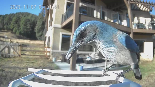 smart bird feeder camera hummingbird finches purple baby squirrel proof bird baths love bird eating bird food identifier bird app crows cardinal titmouse robin birdbuddy birdfy flicker cold bird snow eating starling squirrel stellars jay