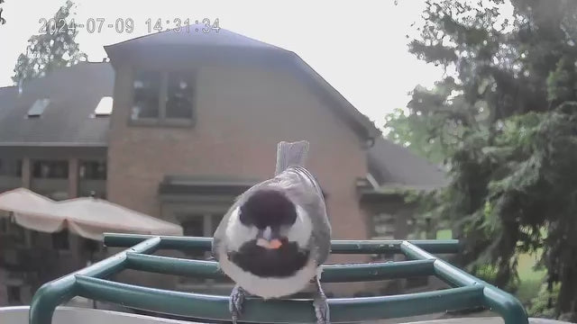 smart bird feeder camera hummingbird finches purple baby squirrel proof bird baths love bird eating bird food identifier bird app crows cardinal titmouse robin birdbuddy birdfy flicker cold bird snow eating starling squirrel stellars jay grossbeak goldfinch
