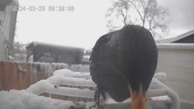 smart bird feeder camera hummingbird finches purple baby squirrel proof bird baths love bird eating bird food identifier bird app crows cardinal titmouse robin birdbuddy birdfy flicker cold bird snow eating starling