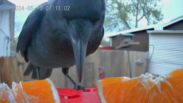 smart bird feeder camera hummingbird finches purple baby squirrel proof bird baths love bird eating bird food identifier bird app crows cardinal titmouse robin birdbuddy birdfy flicker crow black bird