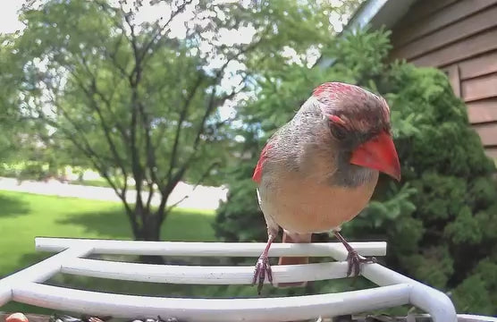 smart bird feeder camera hummingbird finches purple baby squirrel proof bird baths love bird eating bird food identifier bird app crows cardinal titmouse robin birdbuddy birdfy flicker female cardinal