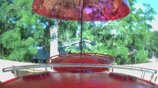 smart bird feeder camera hummingbird finches purple baby squirrel proof bird baths love bird eating bird food identifier bird app crows cardinal titmouse robin birdbuddy birdfy flicker cold bird snow eating starling squirrel stellars jay grossbeak goldfinch anna ruby throated