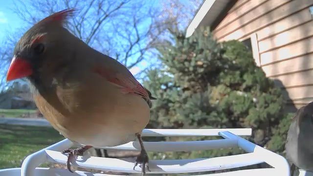 smart bird feeder camera hummingbird finches purple baby squirrel proof bird baths love bird eating bird food identifier bird app crows cardinal titmouse robin birdbuddy birdfy flicker cold bird snow eating starling squirrel stellars jay