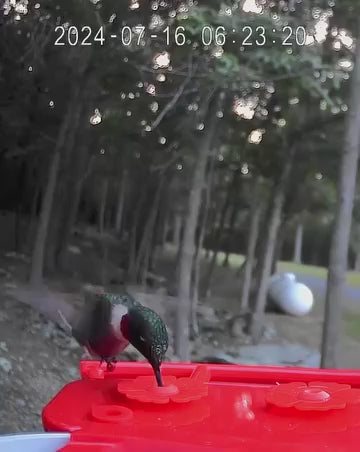 smart bird feeder camera hummingbird finches purple baby squirrel proof bird baths love bird eating bird food identifier bird app crows cardinal titmouse robin birdbuddy birdfy flicker cold bird snow eating starling squirrel stellars jay grossbeak goldfinch anna ruby throated