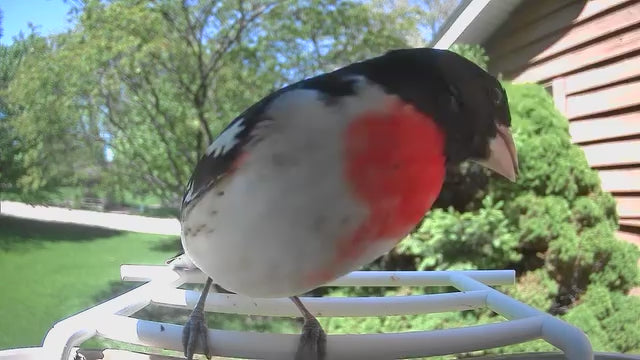 smart bird feeder camera hummingbird finches purple baby squirrel proof bird baths love bird eating bird food identifier bird app crows cardinal titmouse robin birdbuddy birdfy flicker cold bird snow eating starling squirrel stellars jay grossbeak goldfinch