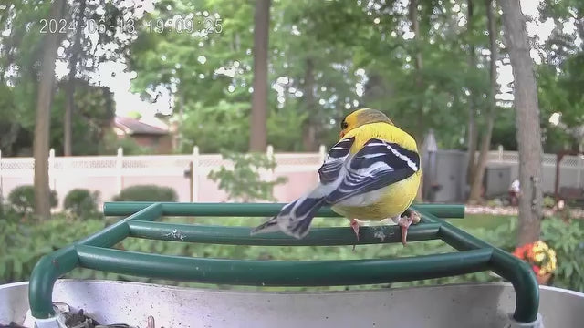 smart bird feeder camera hummingbird finches purple baby squirrel proof bird baths love bird eating bird food identifier bird app crows cardinal titmouse robin birdbuddy birdfy flicker cold bird snow eating starling squirrel stellars jay grossbeak goldfinch