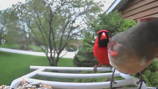 smart bird feeder camera hummingbird finches purple baby squirrel proof bird baths love bird eating bird food identifier bird app crows cardinal titmouse robin birdbuddy birdfy flicker cold bird snow eating starling squirrel stellars jay grossbeak goldfinch