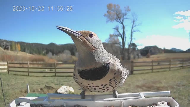 smart bird feeder camera hummingbird finches purple baby squirrel proof bird baths love bird eating bird food identifier bird app crows cardinal titmouse robin birdbuddy birdfy flicker