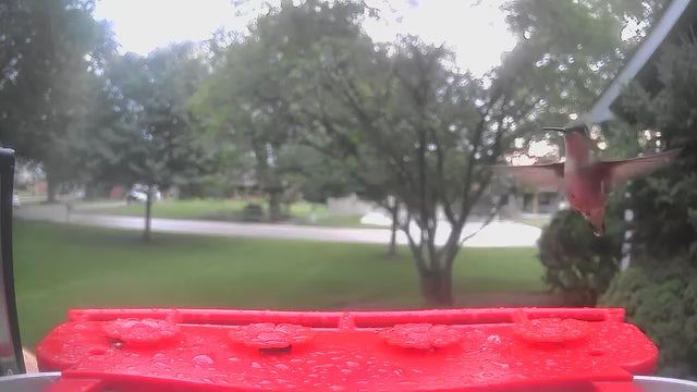 smart bird feeder camera hummingbird finches purple baby squirrel proof bird baths love bird eating bird food identifier bird app crows cardinal titmouse robin birdbuddy birdfy flicker cold bird snow eating starling squirrel stellars jay grossbeak goldfinch anna ruby throated