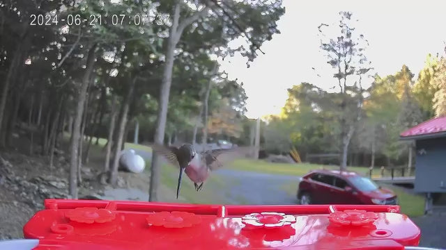smart bird feeder camera hummingbird finches purple baby squirrel proof bird baths love bird eating bird food identifier bird app crows cardinal titmouse robin birdbuddy birdfy flicker cold bird snow eating starling squirrel stellars jay grossbeak goldfinch anna ruby throated