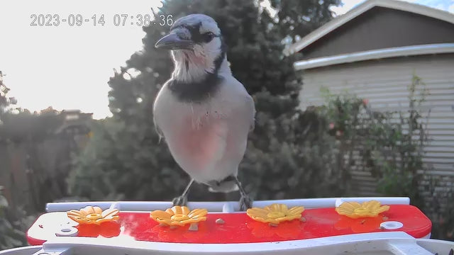 smart bird feeder camera hummingbird finches purple baby squirrel proof bird baths love bird eating bird food identifier bird app crows cardinal titmouse robin birdbuddy birdfy flicker cold bird snow eating starling squirrel stellars jay grossbeak