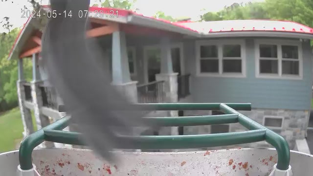 smart bird feeder camera hummingbird finches purple baby squirrel proof bird baths love bird eating bird food identifier bird app crows cardinal titmouse robin birdbuddy birdfy flicker cold bird snow eating starling squirrel
