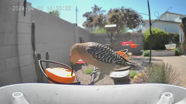 smart bird feeder camera hummingbird finches purple baby squirrel proof bird baths love bird eating bird food identifier bird app crows cardinal titmouse robin birdbuddy birdfy flicker