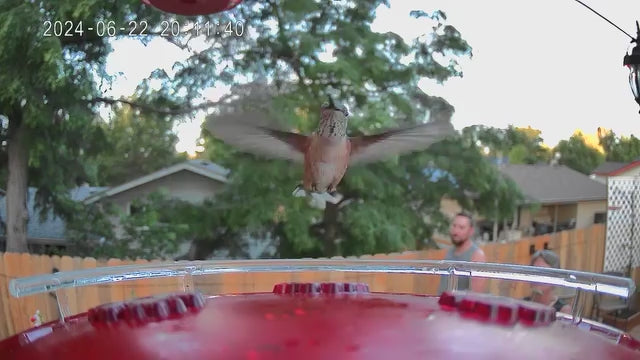 smart bird feeder camera hummingbird finches purple baby squirrel proof bird baths love bird eating bird food identifier bird app crows cardinal titmouse robin birdbuddy birdfy flicker cold bird snow eating starling squirrel stellars jay grossbeak goldfinch anna ruby throated