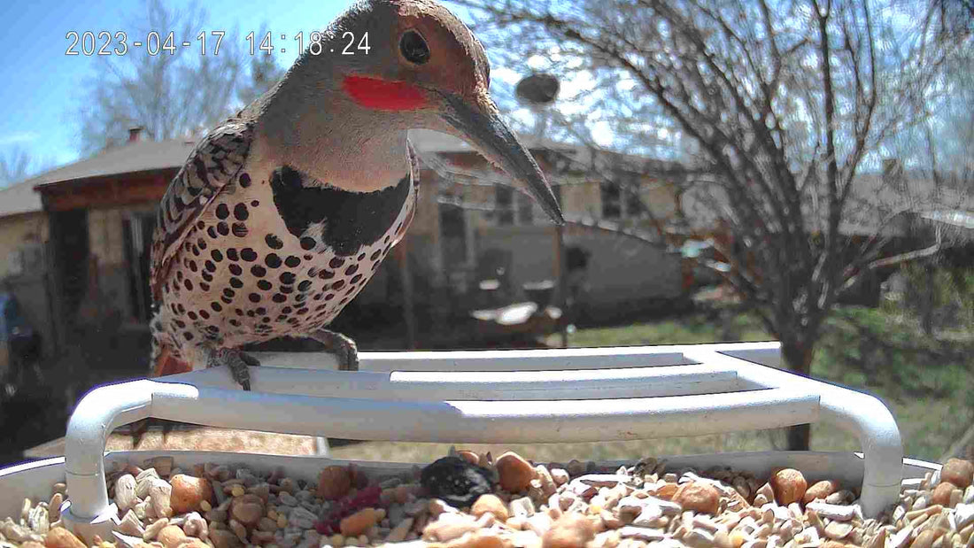 The Future of Birdwatching: Why Smart Feeders Are the Next Big Retail Category