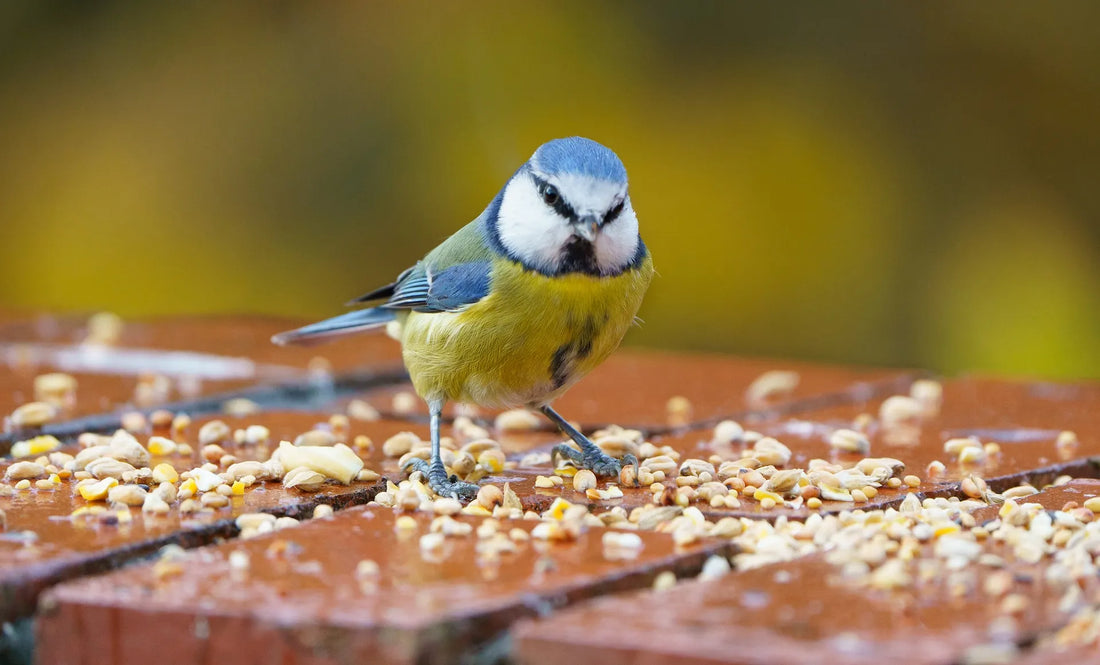 How Bird Feeders with Cameras Bring You Closer to Nature
