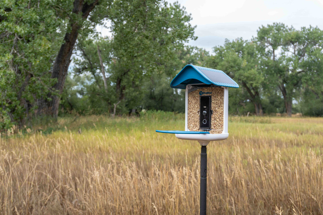 A bird seed feeder with a blue roof and solar panels in a field 