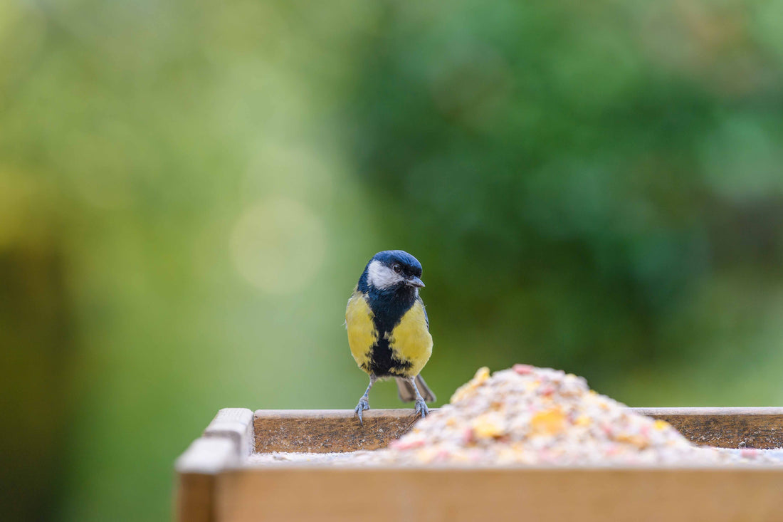 How BirdReel Helps Retailers Maximize Last-Minute Holiday Sales