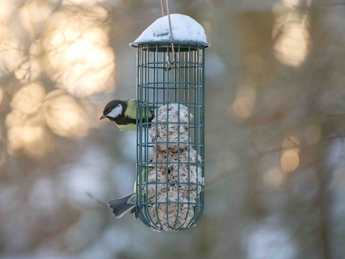 Capitalizing on Winter Birdwatching Demand: What Customers Buy Most in Q1