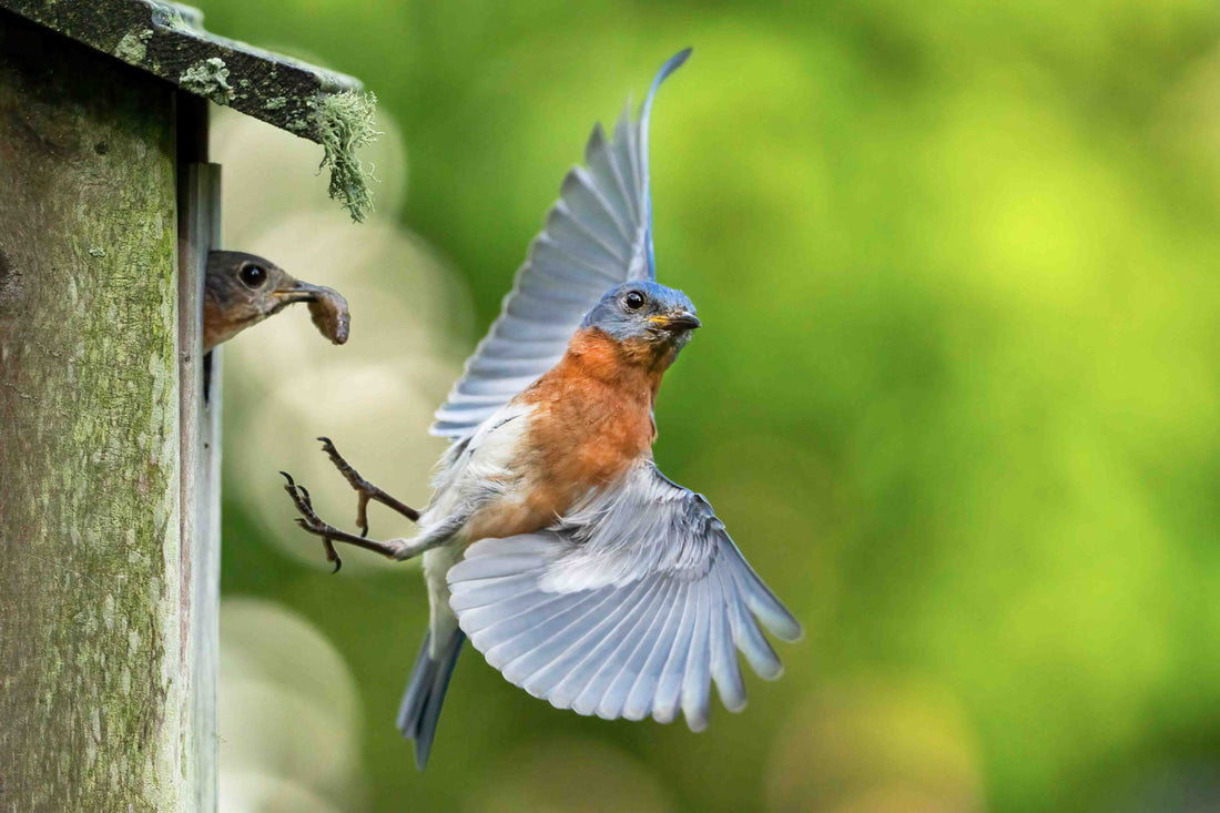 Curating the 2026 Garden: Why BirdReel is the Anchor for the Modern Outdoor Lifestyle