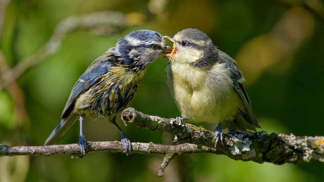 How to Attract More Birds to Your Backyard