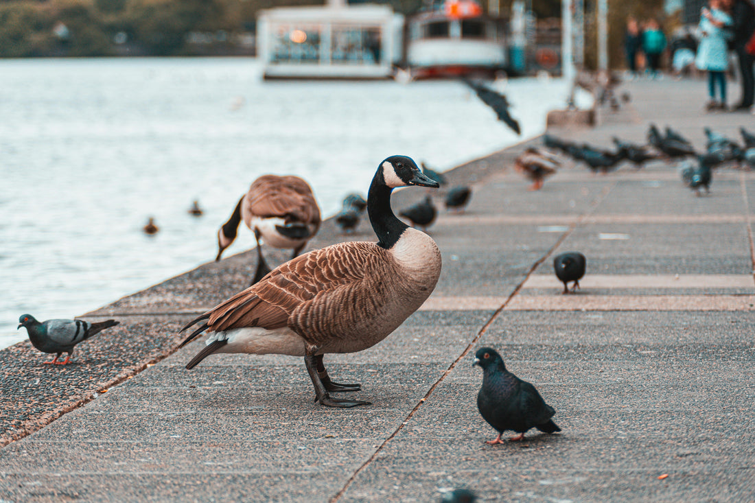 Fall Migration and Retail Demand: Why Autumn is Peak Season for Smart Bird Feeders