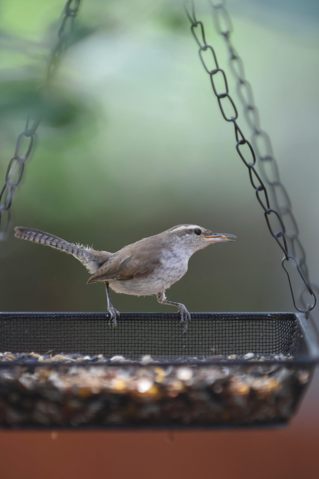 How to Prepare Your Store for Winter Bird Feeding Demand