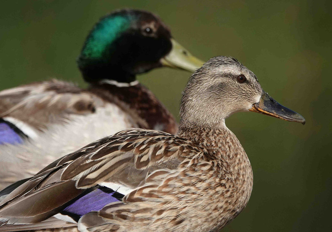 Why Smart Feeders Are the Ideal Add-On Product for Garden Centers and Outdoor Retailers