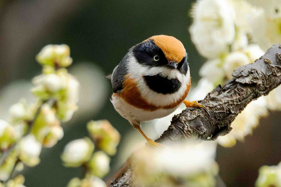 Closing Q4 Strong: How BirdReel Helps Retailers Build Repeat Customers Into the New Year