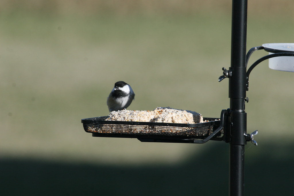 The Growing Gift Market: Why Bird Feeders Are Flying Off Shelves